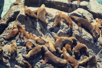 Sea lions overlie on stone