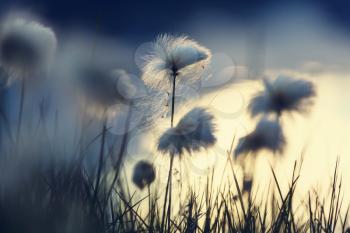 Arctic cotton flowers