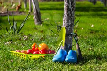 Gardening tools and vegetables in green grass at autumn season.Sunny day.