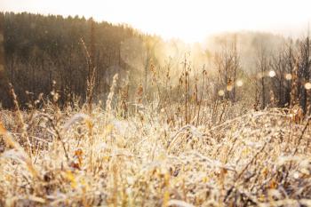 Close-up shot of the frozen grass in the winter morning in mountains.