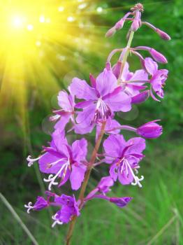 Beautiful lilac flower against a shining sun