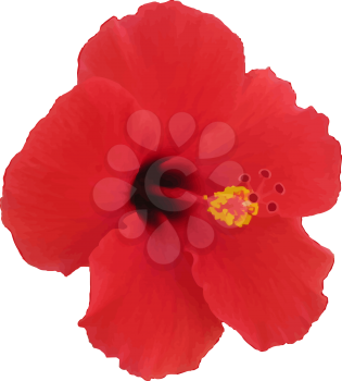 Red hibiscus flower. Vector illustration. Tropical plant.