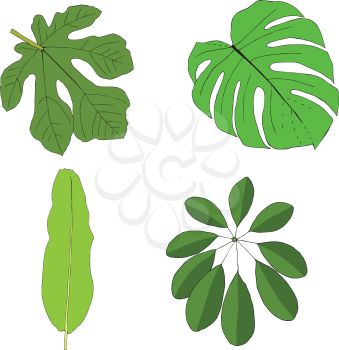 Hand drawn tropical leaves set. Vector illustration.