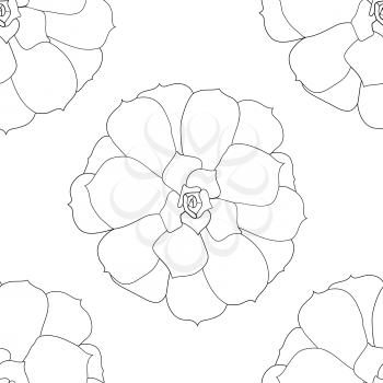 Succulent plant seamless pattern (echeveria). Hand drawn vector illustration. 