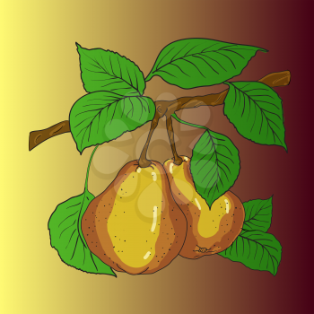 Royalty Free Clipart Image of Two Pears