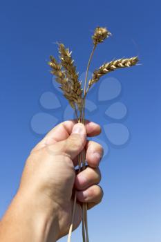 hand holding ears of wheat against blue sky