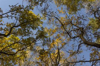 Big autumn oak against the blue sky