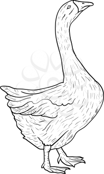 Sketch grey goose on a white background. Vector illustration