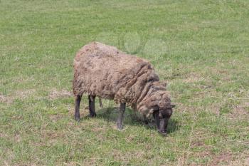 Sheep in field grazing the green grass.