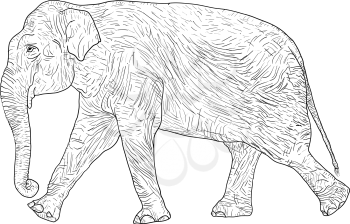 Sketch large African elephant on a white background.