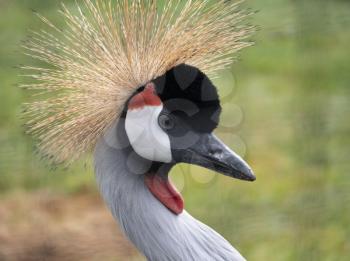 eautiful bird, Grey Crowned Crane with blue eye and red wattle.