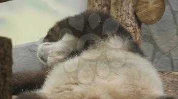 The panda is sleeping belly up with its paw on its head.