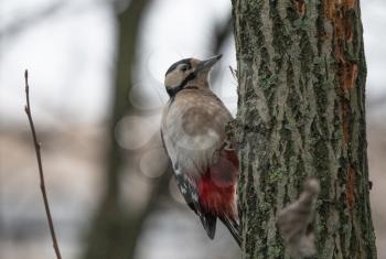 Great spotted woodpecker on a looking for food on a tree.