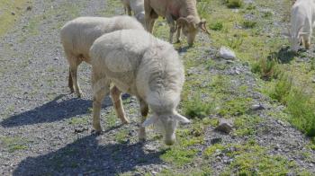 Group of sheep gazing, walking and resting on a green pasture in Altai mountains. Siberia, Russia.