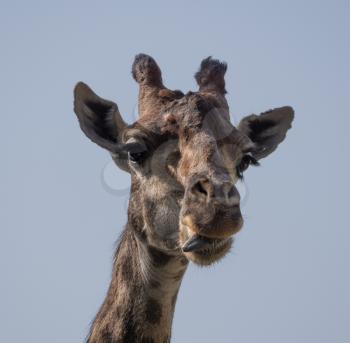 Beautiful giraffe stands tall on blue sky background.