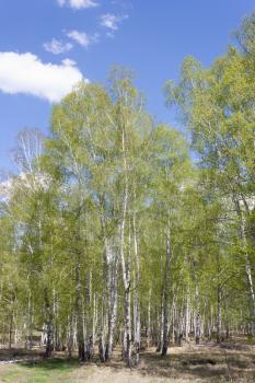 Spring forest landscape with birches against a blue sky with clouds.