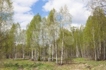 Spring forest landscape with birches against a blue sky with clouds.