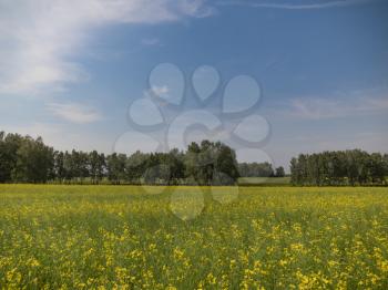 Yellow grain ready for harvest growing in a farm field