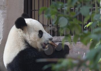 Cheerful black and white panda eats bamboo.