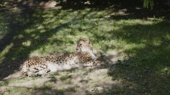 Leopard panthera pardus lying on a green grass under a tree.