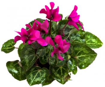 cyclamen plant isolated on white background