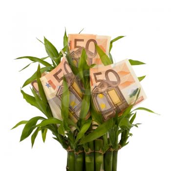 Money growing concept. Money banknotes growing  in flowerpot isolated on white background.