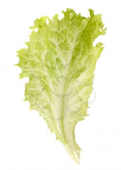 Salad lettuce isolated on white background