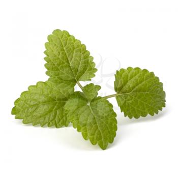 Bergamot mint or balm isolated on white background