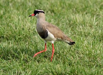 Royalty Free Photo of a Crowned Lapwing Bird in Grass