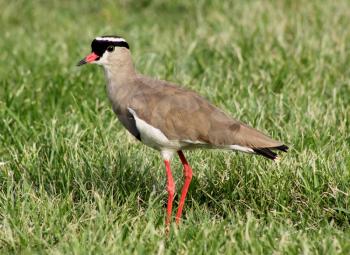 Royalty Free Photo of a Crowned Lapwing Bird in Grass