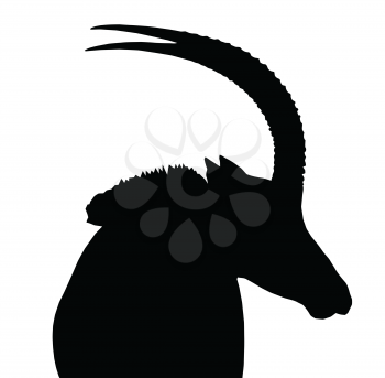 Large Sable Bull Portrait Picture Looking Sideways Isolated Silhouette
