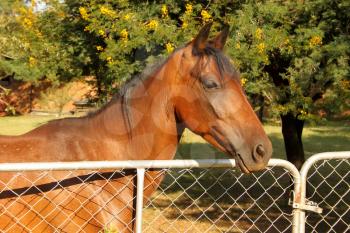 Large Brown Pony at Closed Gate Listening
