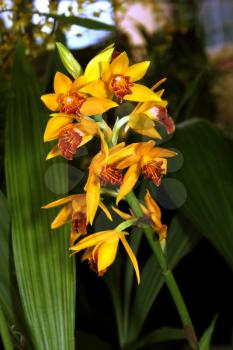 Colorful Orchid Species Bright Yellow Orange Brown Epidendrum Fulgens Picture