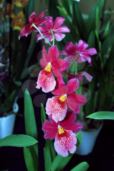 Colorful Orchid Species Bright Purple and Yellow Picture