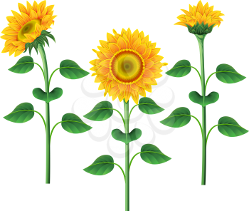 Royalty Free Clipart Image of Three Sunflowers