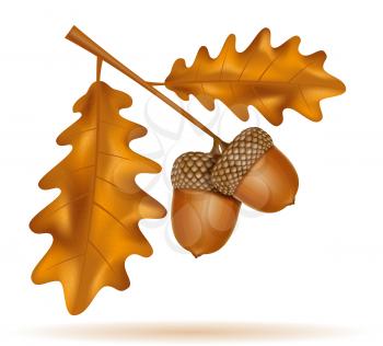 autumn oak acorns with leaves vector illustration isolated on white background