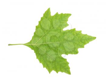 Green Maple Leaf isolated 
