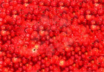 red currant on background 