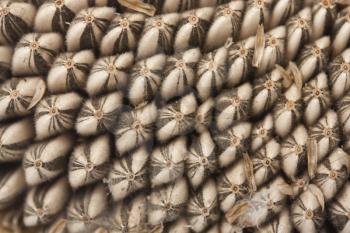 Sunflower seed pattern 
