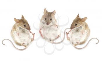 three mouse sitting on a white background
