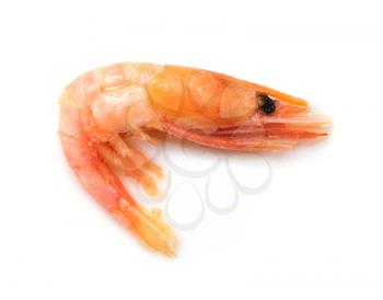 Red frozen shrimp on a white background