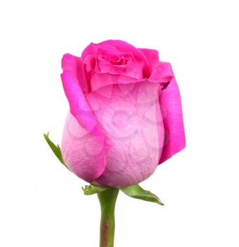 Pink rose on a white background 