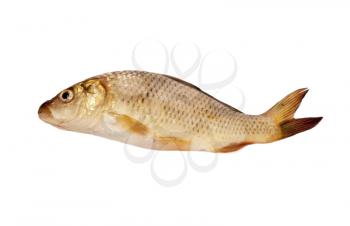 carp isolated on white background 