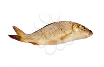 carp isolated on white background 