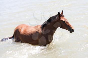 horse in the river on the nature