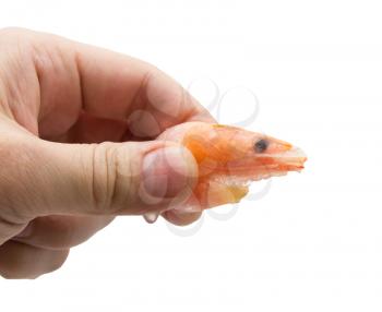 Red frozen shrimp in a hand on a white background