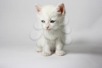 white kitten