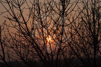 Silhouette of a willow tree with the sun behind the tree 