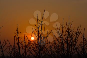 sundown sun on branch tree