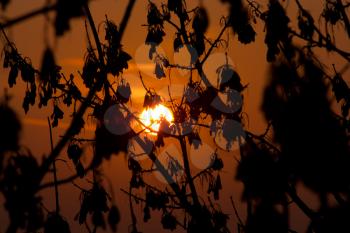 sundown sun on branch tree